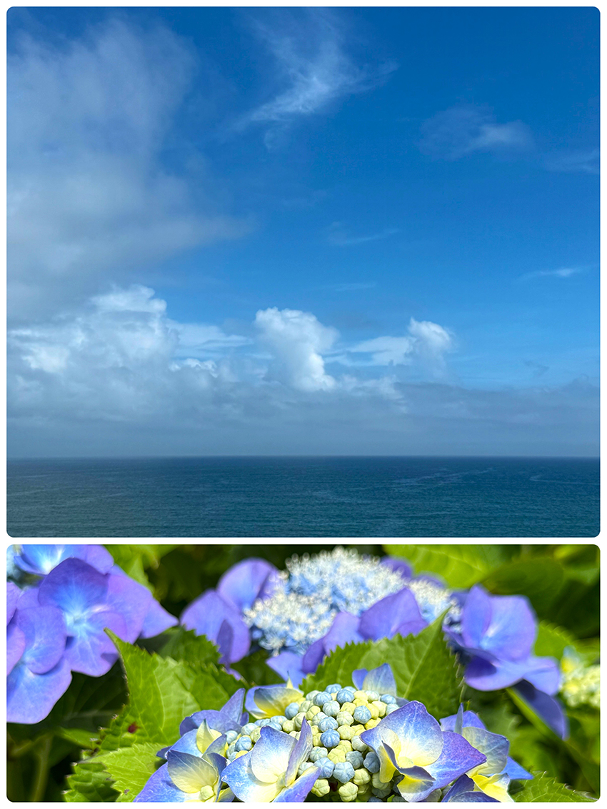 空と紫陽花